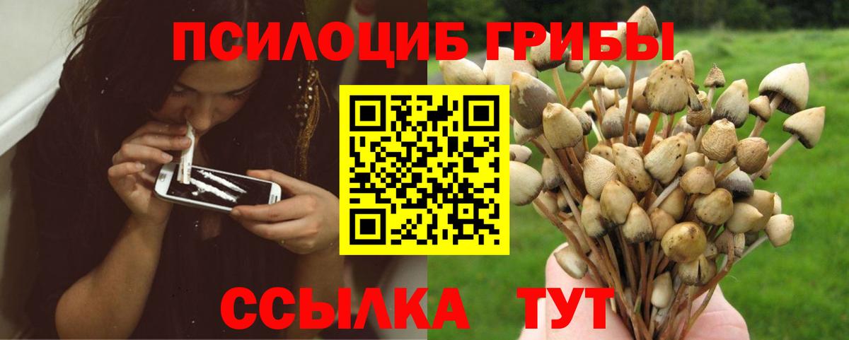 Галлюциногенные грибы Psilocybe  Вход с VPN  Лесозаводск 